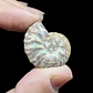 Par Fósiles de Ammonite opalescente #30 - Miniatura 3