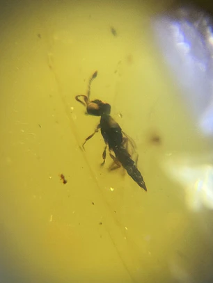 Ámbar con insecto #41