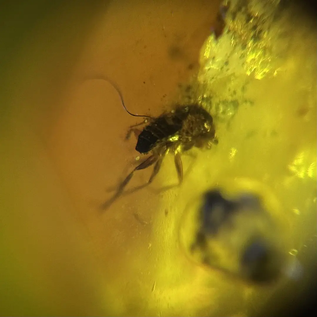 Ámbar con insecto #42 2