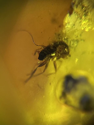 Ámbar con insecto #42