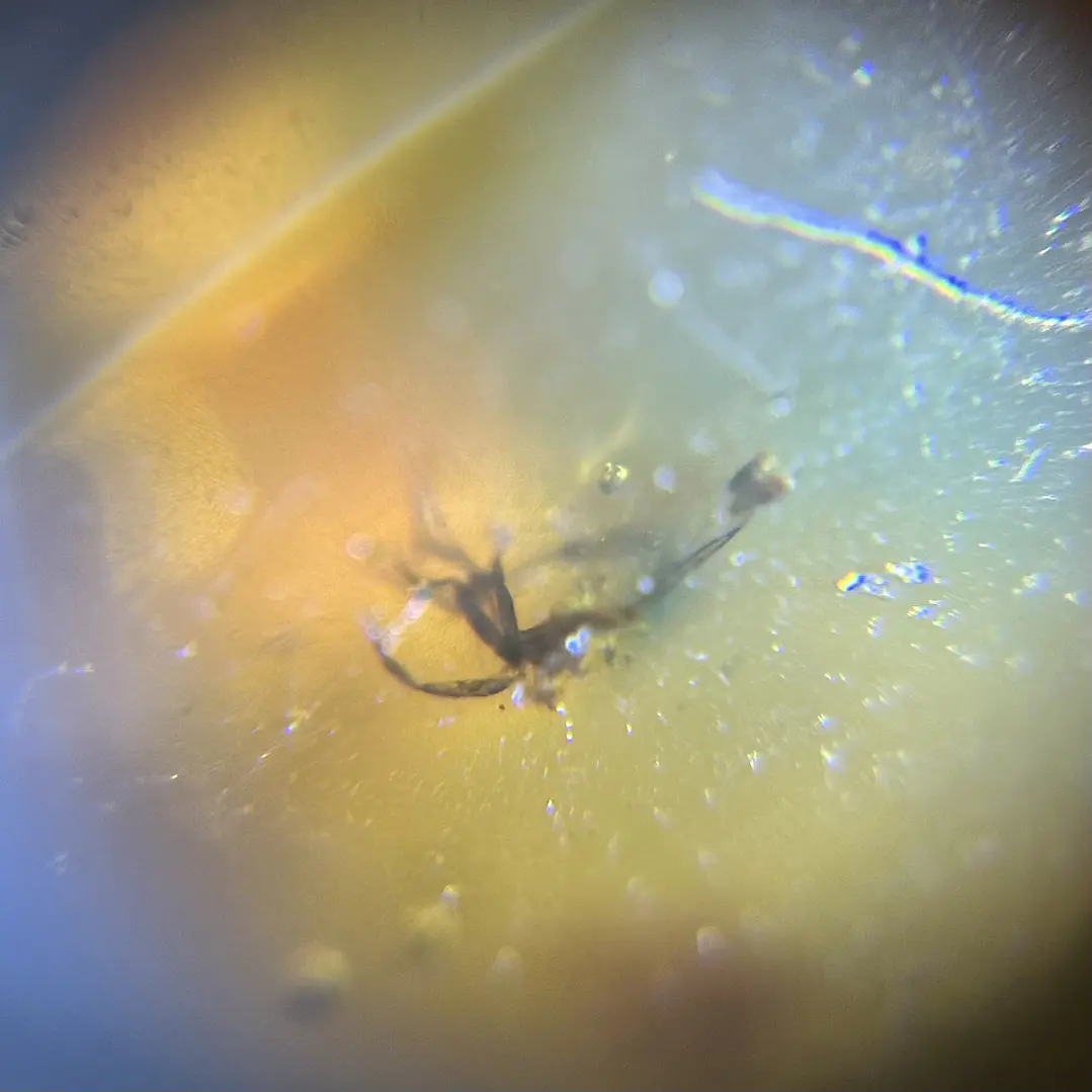 Ámbar con insecto #42 6