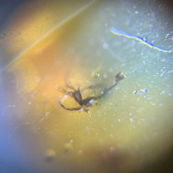 Ámbar con insecto #42 6