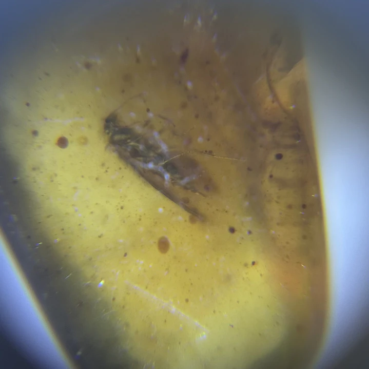 Ámbar con insecto #44 2