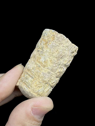 Fósil de Crinoidea #6