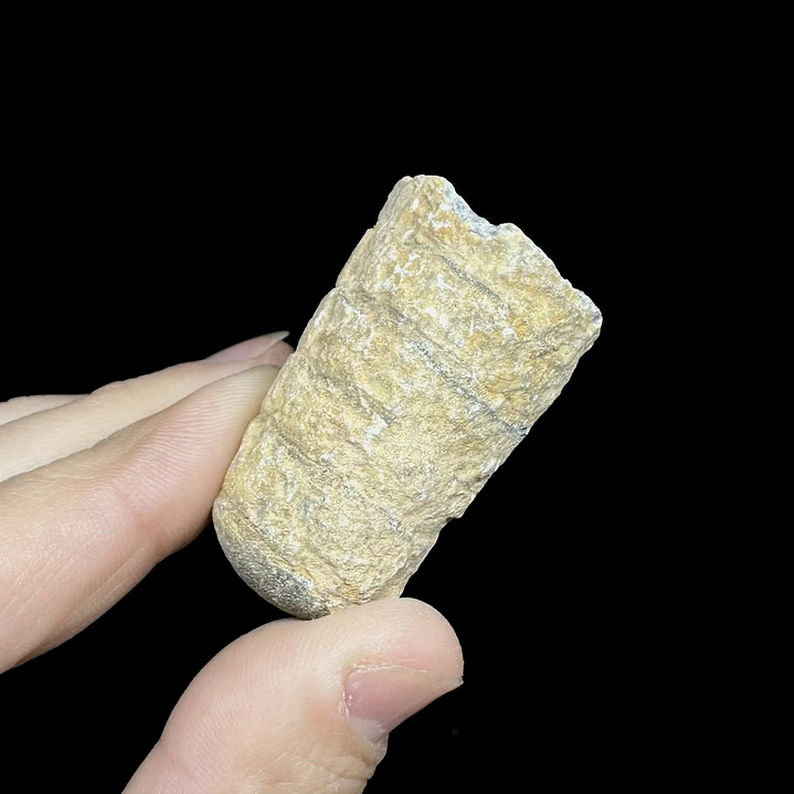 Fósil de Crinoidea #6 4