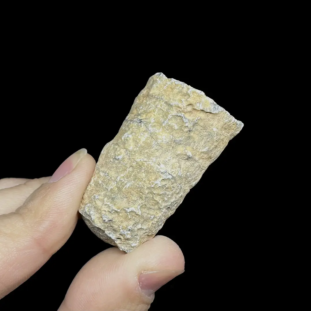 Fósil de Crinoidea #6 6