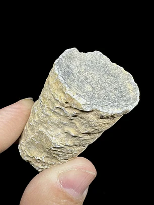 Fósil de Crinoidea #6