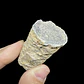 Fósil de Crinoidea #6 - Miniatura 2