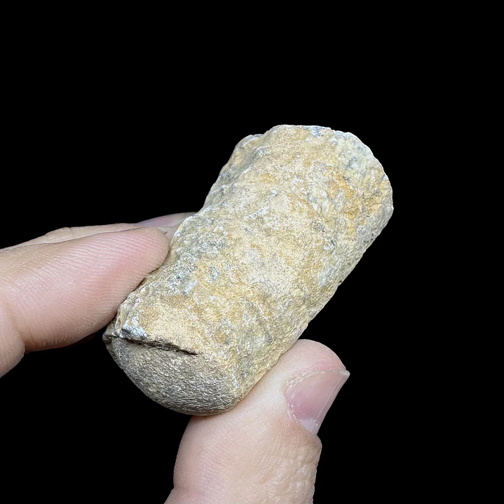 Fósil de Crinoidea #6 3