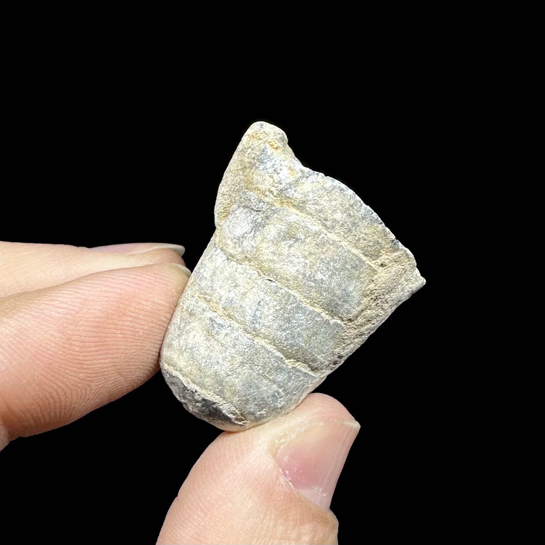 Fósil de Crinoidea #7