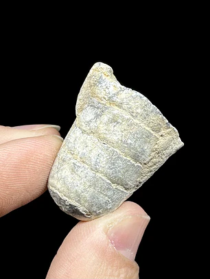 Fósil de Crinoidea #7