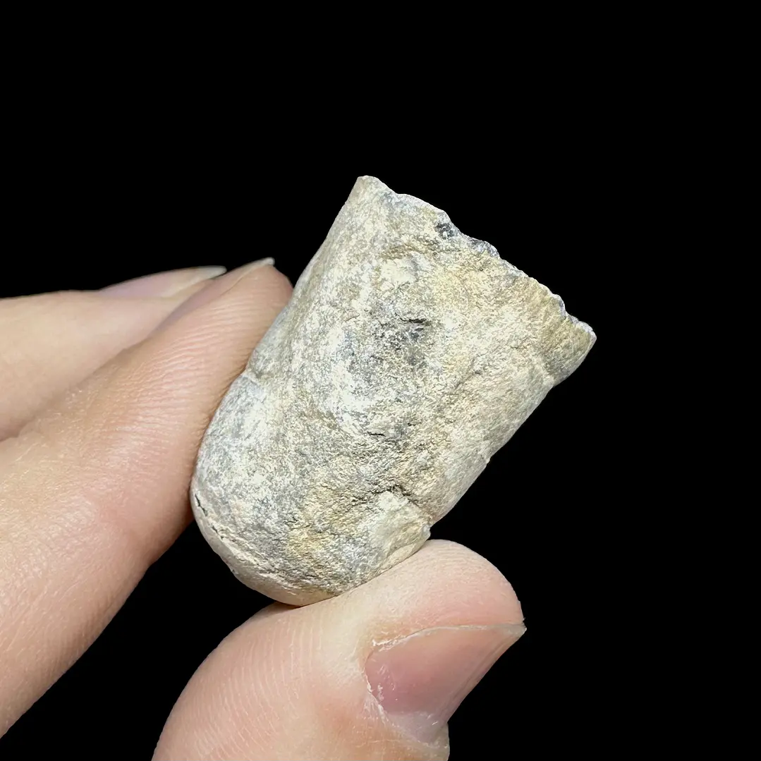 Fósil de Crinoidea #7 3