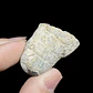 Fósil de Crinoidea #7 - Miniatura 4