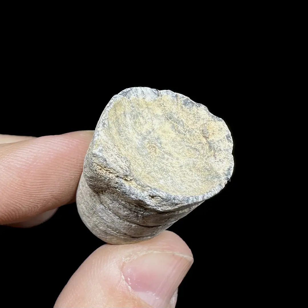 Fósil de Crinoidea #7 2