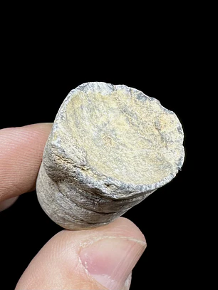 Fósil de Crinoidea #7