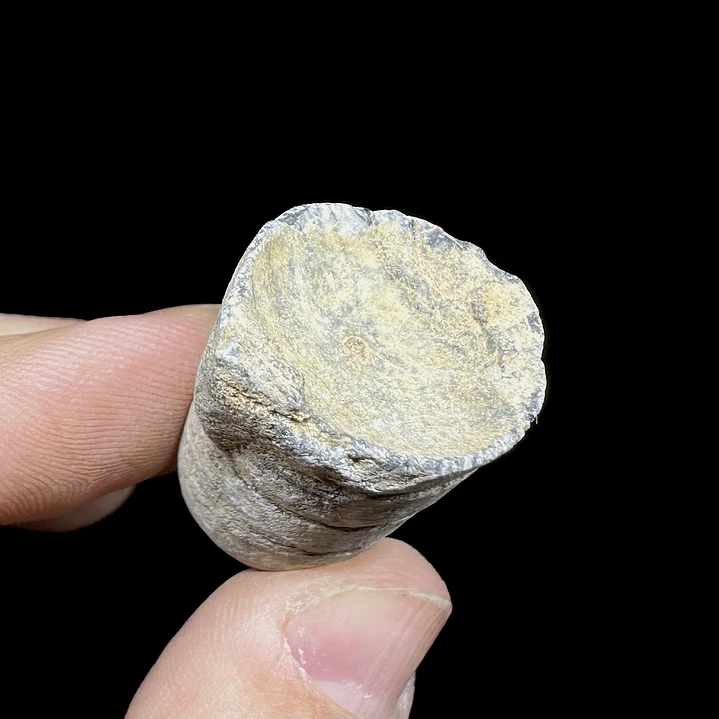 Fósil de Crinoidea #7 2