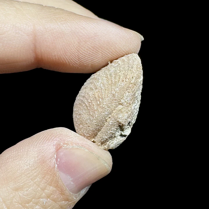 Fósil de Bivalvo #4 4
