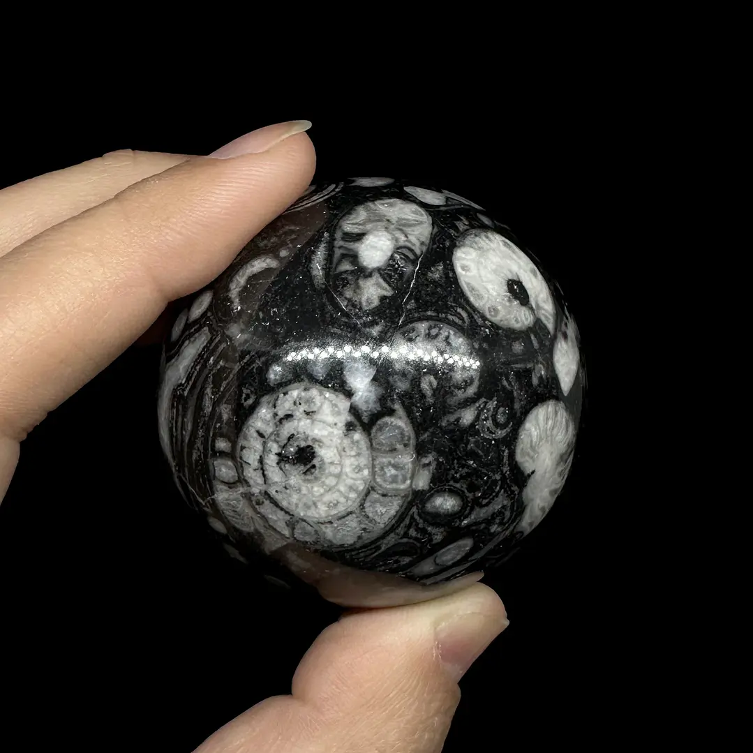 Esfera de Fósiles de Ammonite y Orthocera #1 1