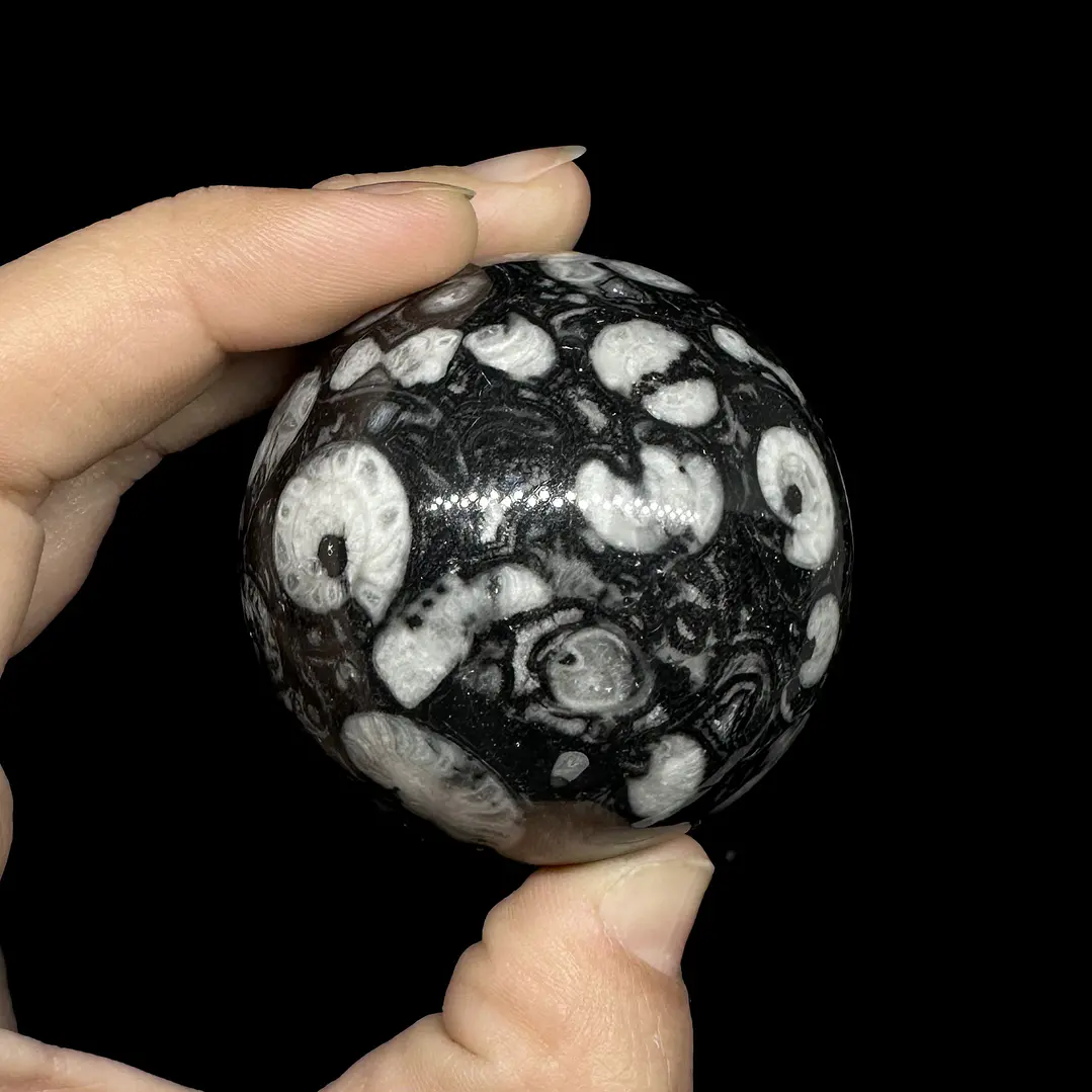 Esfera de Fósiles de Ammonite y Orthocera #1 3