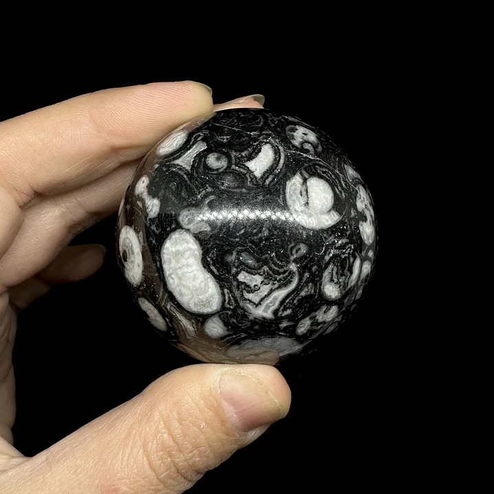 Esfera de Fósiles de Ammonite y Orthocera #1 4