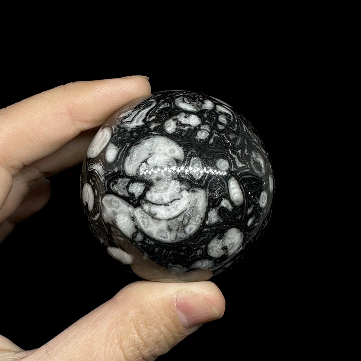 Esfera de Fósiles de Ammonite y Orthocera #1 5