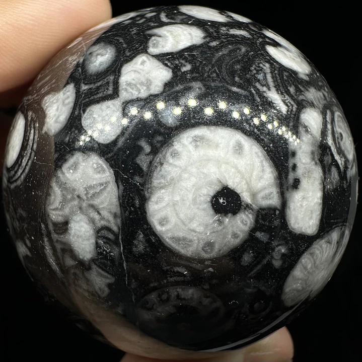 Esfera de Fósiles de Ammonite y Orthocera #1 7