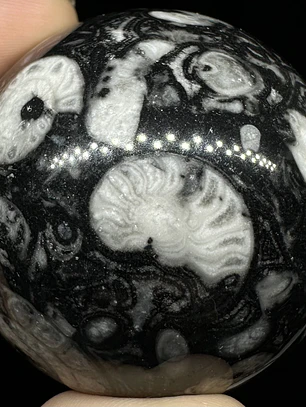 Esfera de Fósiles de Ammonite y Orthocera #1