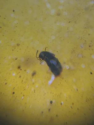 Ámbar con insecto #46