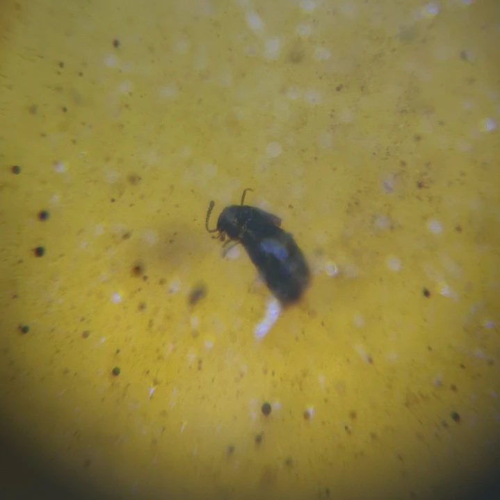 Ámbar con insecto #46 2