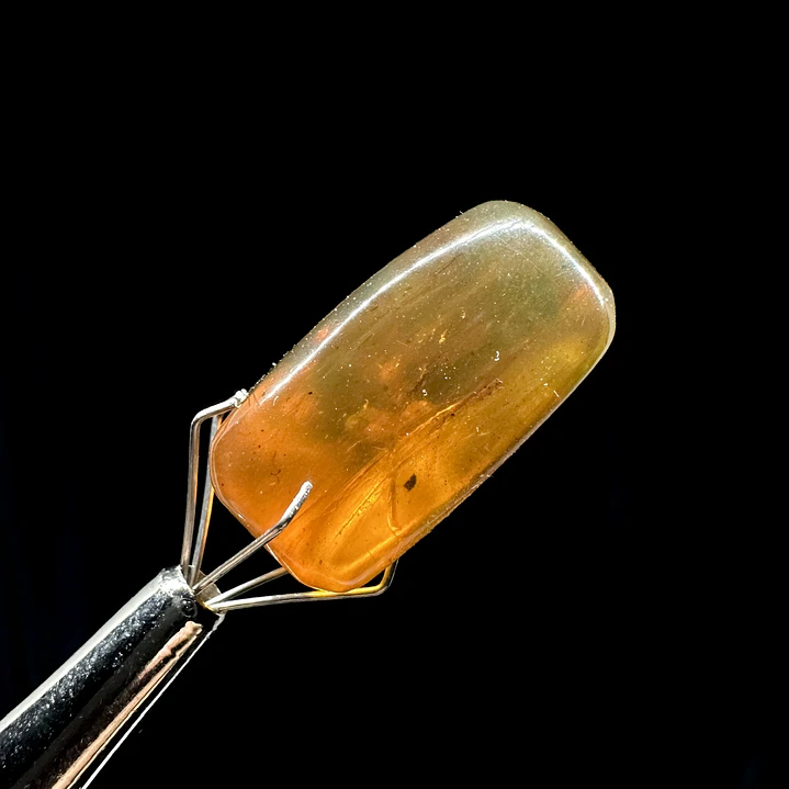 Ámbar con insecto #47 4