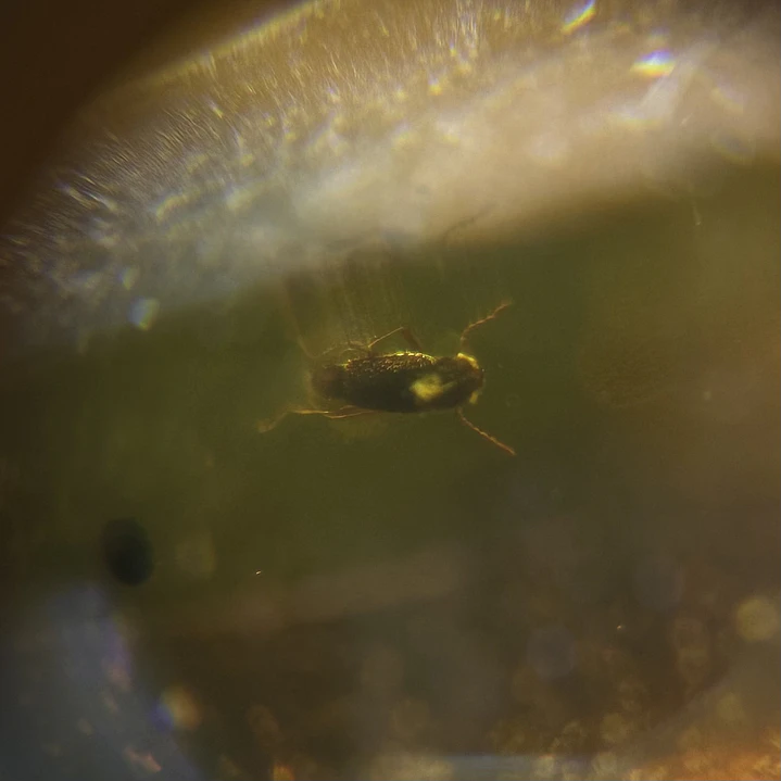 Ámbar con insecto #48 3