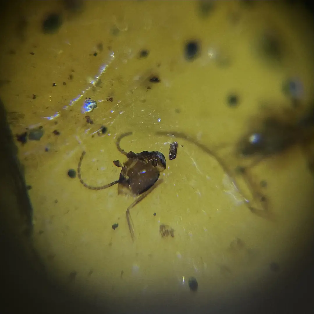 Ámbar con insecto #49 3