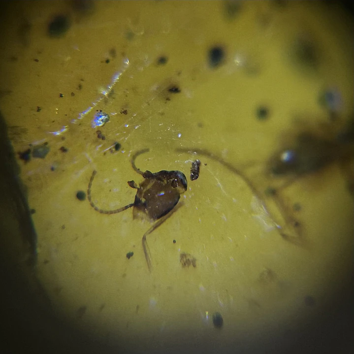 Ámbar con insecto #49 3