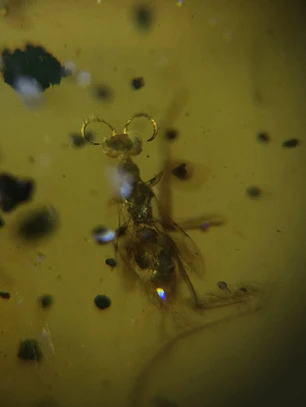 Ámbar con insecto #49