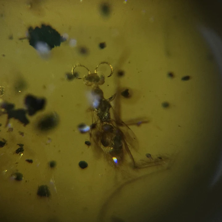 Ámbar con insecto #49 2