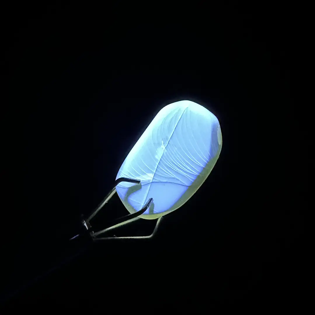 Ámbar con insecto #50 7