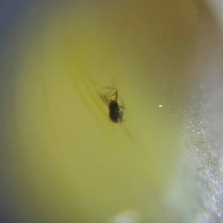 Ámbar con insecto #50 3