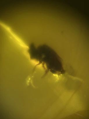 Ámbar con insecto #50