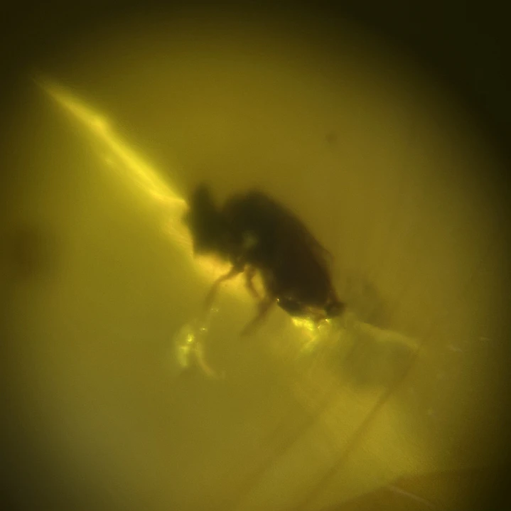 Ámbar con insecto #50 2
