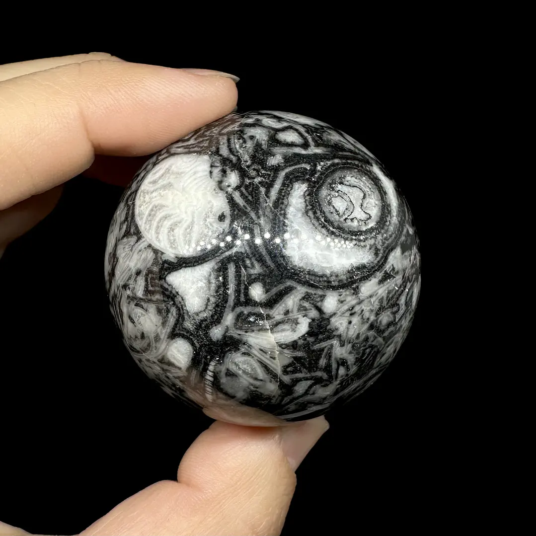 Esfera de Fósiles de Ammonite y Orthocera #2 4