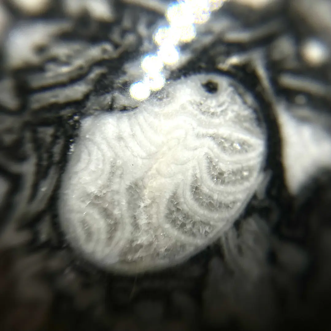 Esfera de Fósiles de Ammonite y Orthocera #2 2