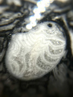 Esfera de Fósiles de Ammonite y Orthocera #2