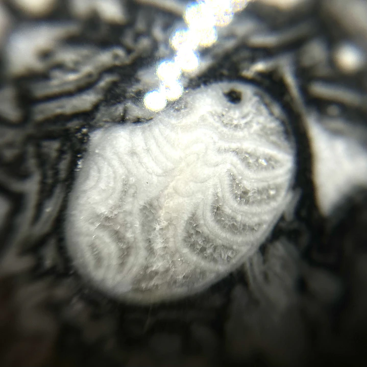 Esfera de Fósiles de Ammonite y Orthocera #2 2