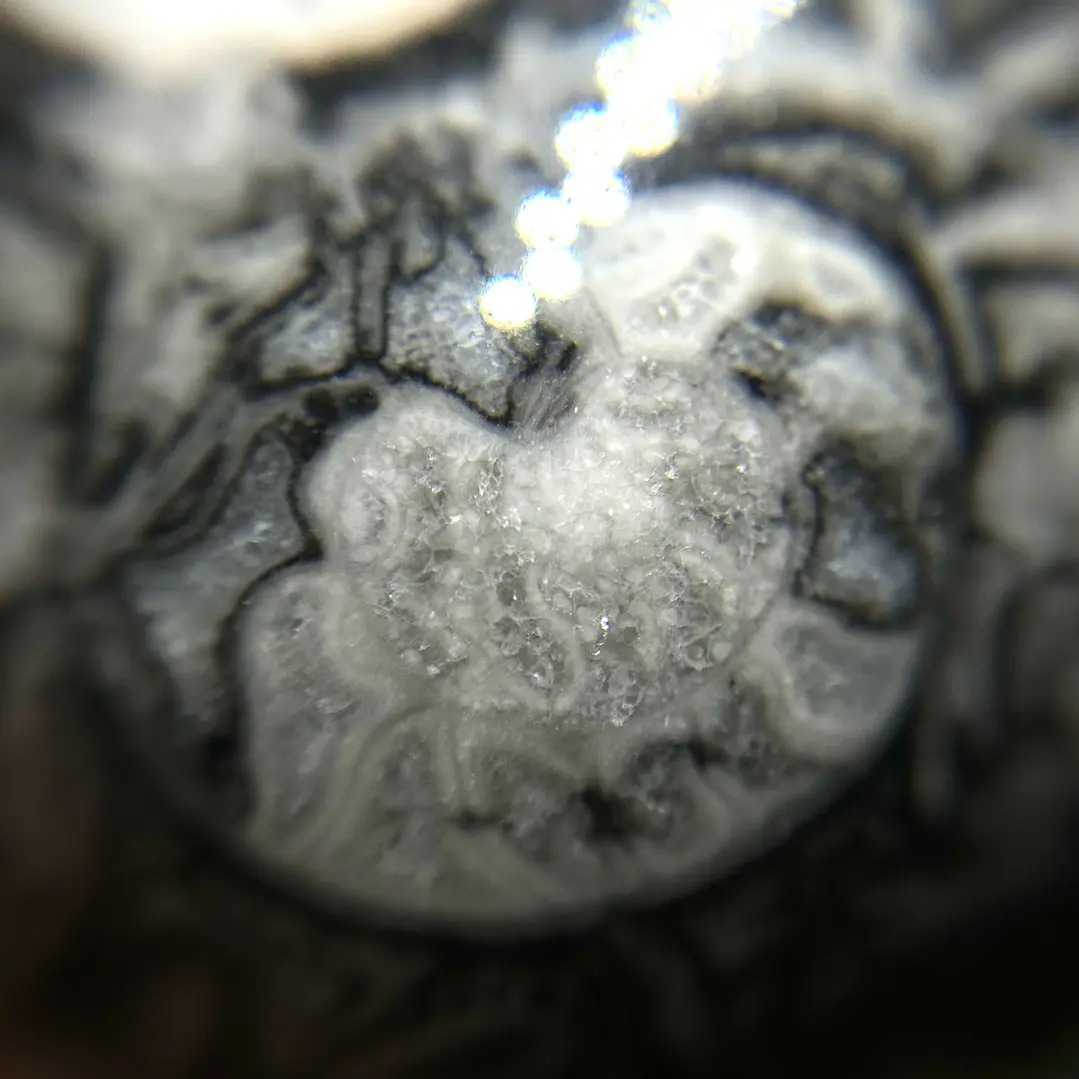 Esfera de Fósiles de Ammonite y Orthocera #2 9