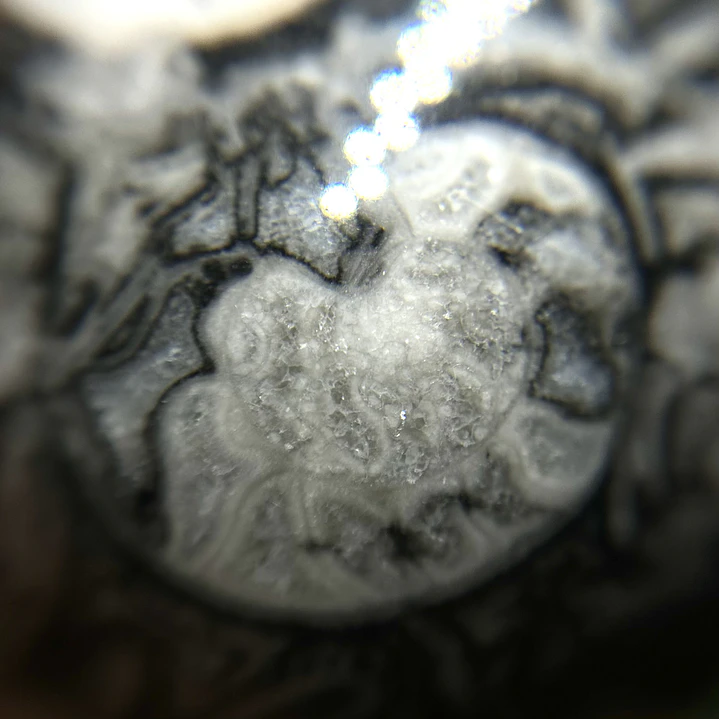 Esfera de Fósiles de Ammonite y Orthocera #2 9