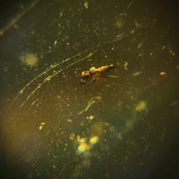 Ámbar con insecto #51 2