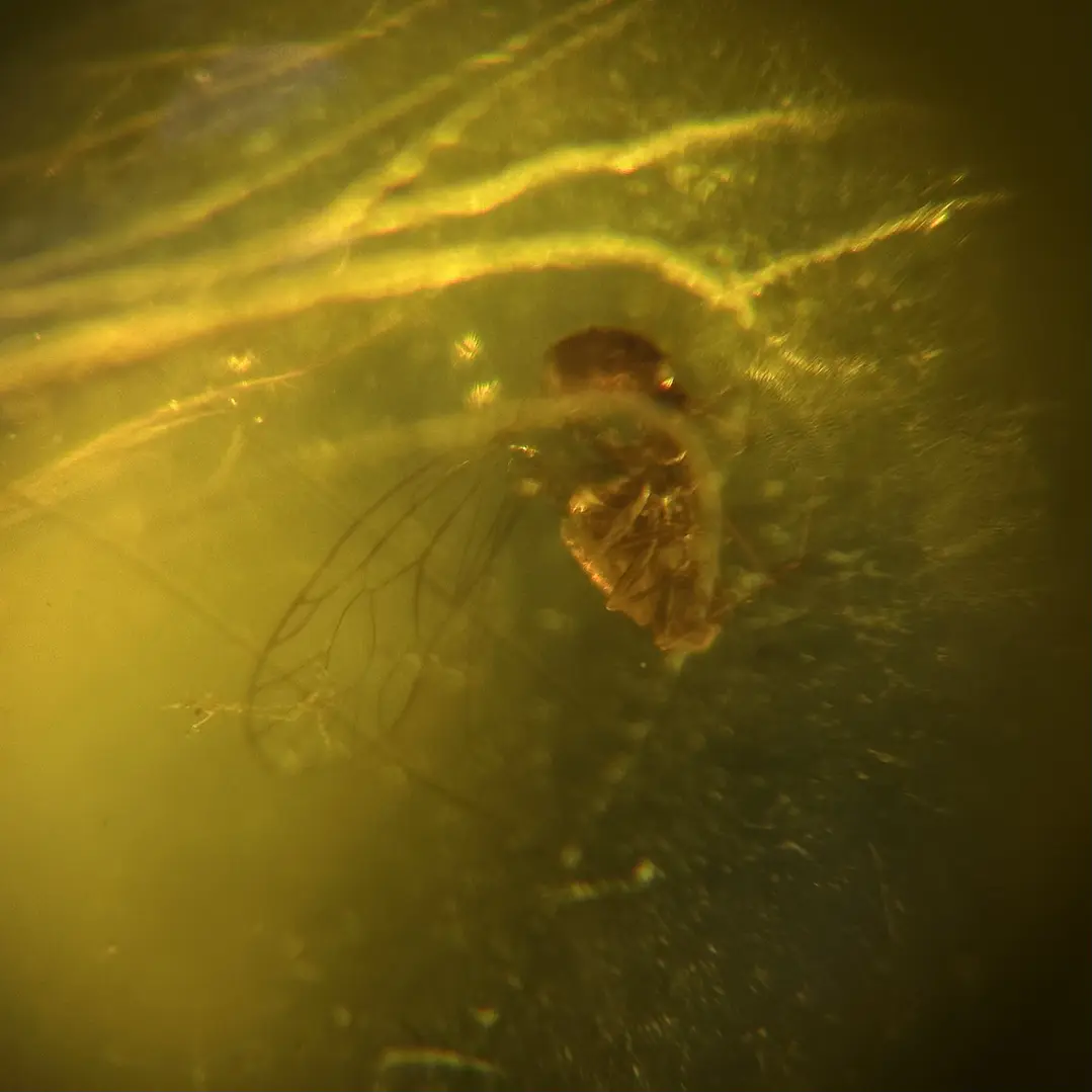 Ámbar con insecto #51 7