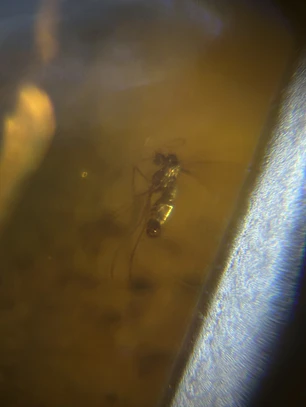 Ámbar con insecto #52