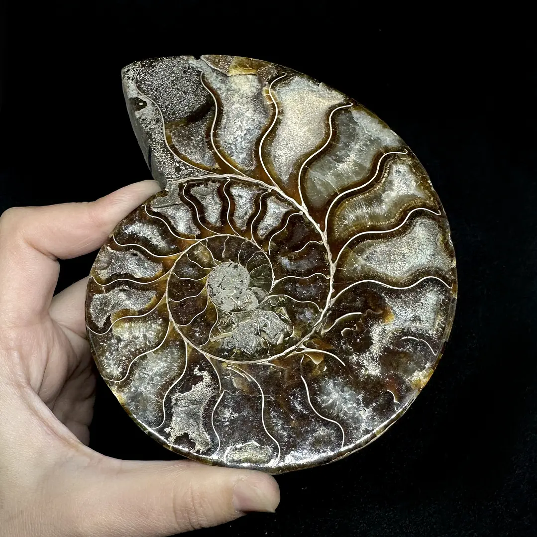 Fósil de Ammonite XL #14 1