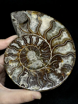 Fósil de Ammonite XL #14